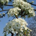 Pyrus calleyriana 'Chanticleer' fleur